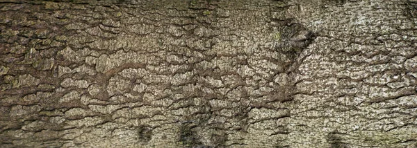 Ανάγλυφη Υφή Του Φλοιού Της Ελάτης Πανοραμική Φωτογραφία Της Υφής — Φωτογραφία Αρχείου