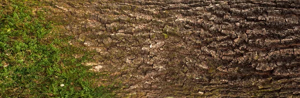 Тиснутая Текстура Коры Дуба Панорамное Фото Дубовой Текстуры Мхом — стоковое фото