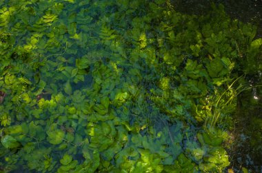 Temiz suyun altında yeşil yosunlar. Su altındaki su basmış alglerin dokusu. Röfleli ve dalgalı berrak su. Temiz suyun dokusu.