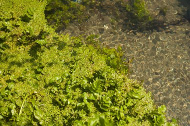 Temiz suyun altında yeşil yosunlar. Su altındaki su basmış alglerin dokusu. Röfleli ve dalgalı berrak su. Temiz suyun dokusu.