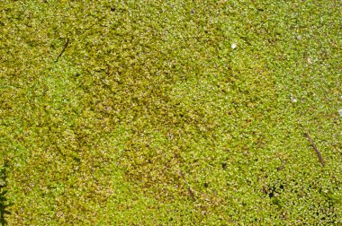 Yeşil küçük ördek otu dokusu. Küçük yeşil yapraklar göletin yüzeyinde yüzer..