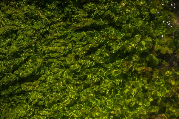 Green Algae Clear Water Texture Flooded Algae Underwater Stream Clear — Stock Photo, Image