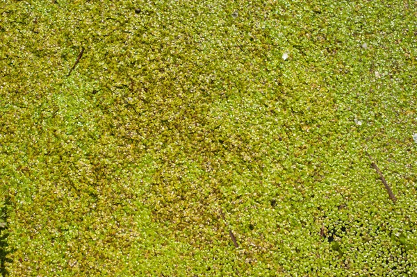 Yeşil küçük ördek otu dokusu. Küçük yeşil yapraklar göletin yüzeyinde yüzer..