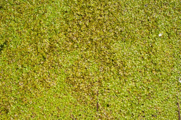 Yeşil küçük ördek otu dokusu. Küçük yeşil yapraklar göletin yüzeyinde yüzer..