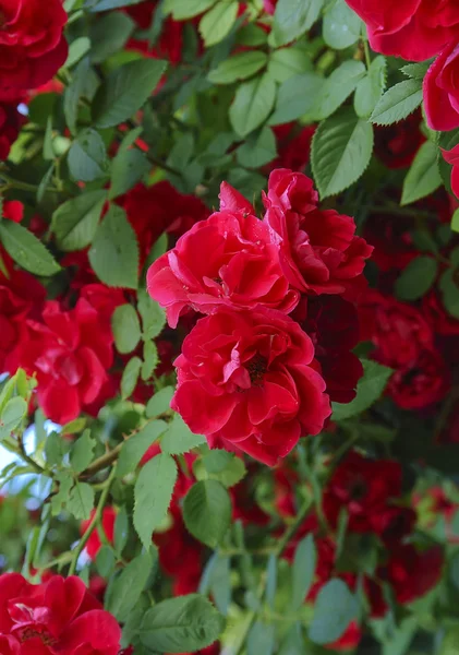Čerstvé čajové růže — Stock fotografie