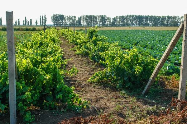 Green vineyard — Stock Photo, Image