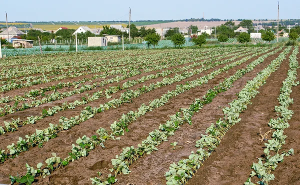 Cabbage1 — Stock Photo, Image