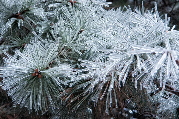 Icy branches needles12 — Stock Photo, Image