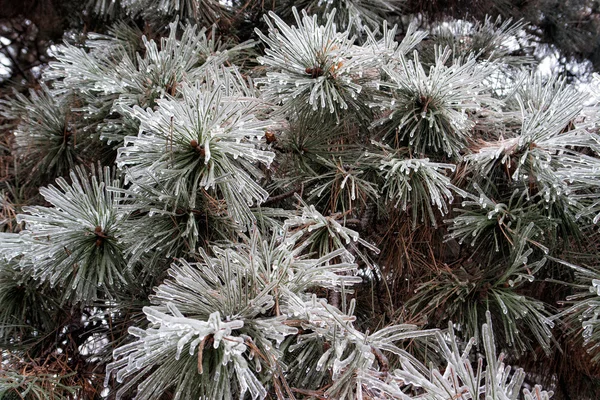 Icy branches needles11 — Stock Photo, Image