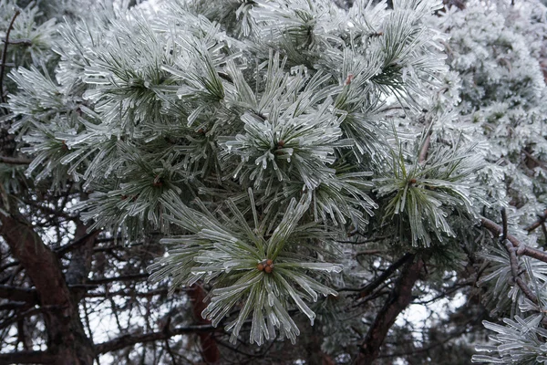 Icy branches needles10 — Stock Photo, Image