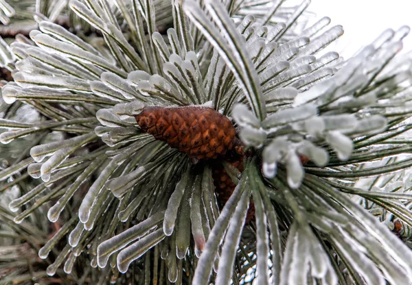 Icy branches needles5 — Stock Photo, Image