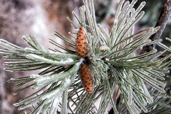 Icy branches needles4 — Stock Photo, Image