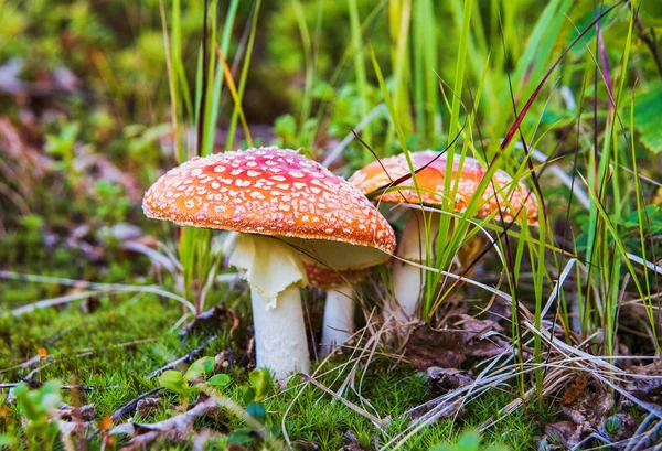 Paddenstoelen — Stockfoto