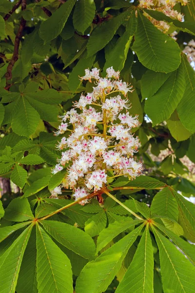 Castaño floreciente2 — Foto de Stock