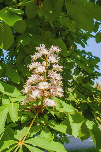 Blommande chestnut1 — Stockfoto