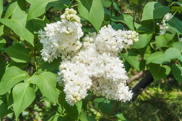 White lilac3 — Stock Photo, Image