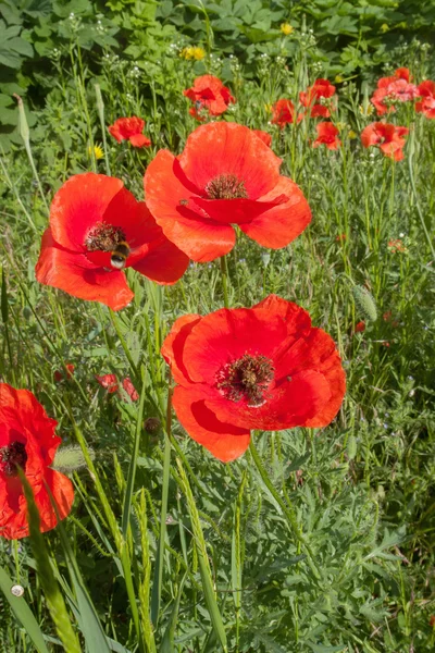 Poppys9 — Stock Photo, Image