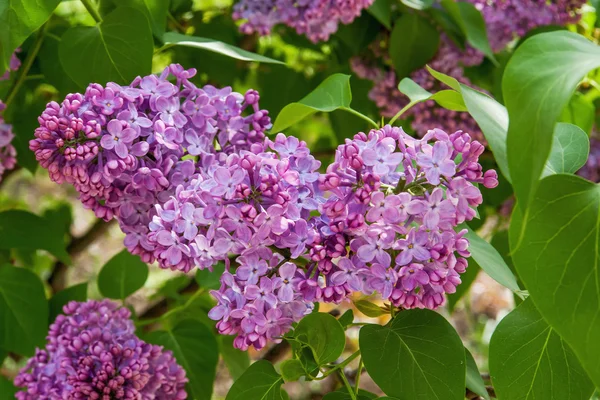 Lilac flowers9 — Stock Photo, Image