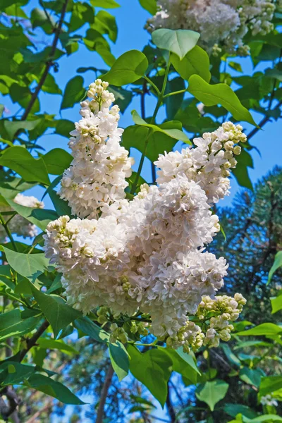 Lilac flowers2 — Stock Photo, Image