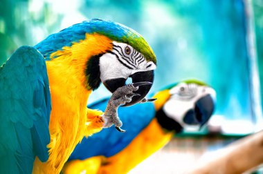 Pair of macaw parrots in the wild clipart