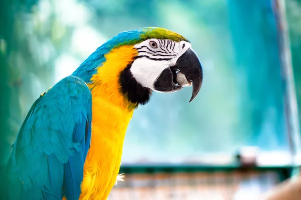 Macaw papegoja i den vilda djungeln äta och ler mot kameran — Stockfoto