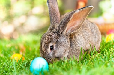 küçük tavşan içinde gülümseyen yeşil çimen yaprakları, çiçekleri ile Paskalya