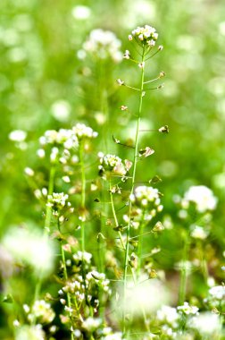 yakın çekim yeşil arka planlı, yaz wallpaper beyaz çiçek