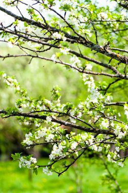 elma yeşil, Bahar arka plan ile çiçek