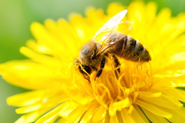 Close-Up polen sarı bir çiçek toplama bir bal arısı