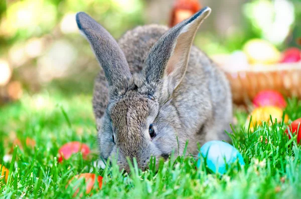 Little grey bunny playing in the meadow with the easter eggs — Stock Photo, Image