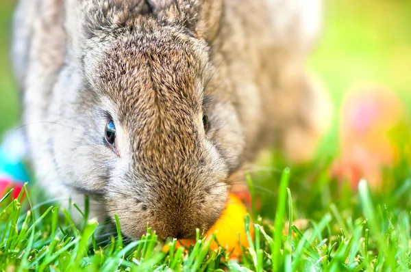 Close-up of easter bunny with colorful eggs and green background — Stock Photo, Image