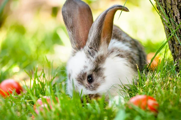 Easter bunny eating grass and playing between colorful eggs — Stock Photo, Image
