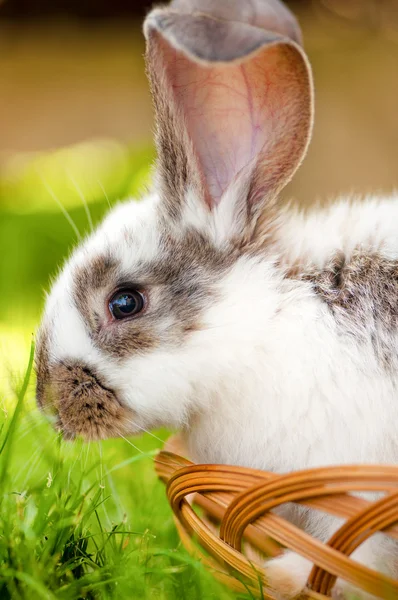 Close-up of bunny, easter and holidays — Stock Photo, Image