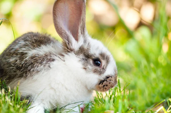 Little white rabbit or bunny sitting in grass with green background — Stock Photo, Image