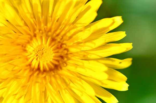 Detail žlutá, mladá Pampeliška zelená letní zázemí — Stock fotografie