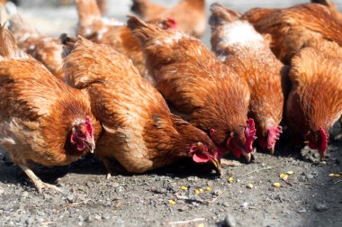 Grup kırmızı, kırsal bölgede Mısır yeme çiftlik tavukları