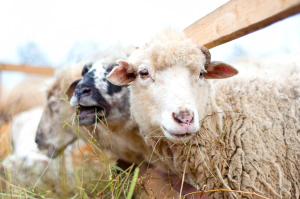 Byre ovejas comiendo hierba y heno con el rebaño en una granja rural — Foto de Stock