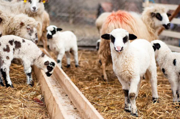 Unga lamm spela och äta runt på lokala, landsbygdens gård — Stockfoto