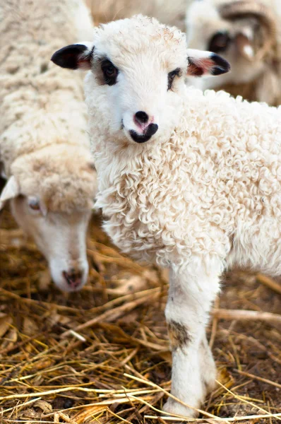 Unga lamm äta gräs och hö med flock — Stockfoto