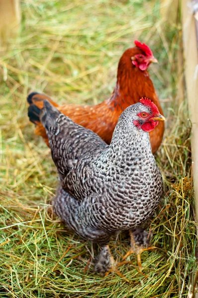 Rosso, polli da fattoria in campagna. Polli che mangiano erba — Foto Stock