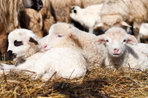 Malé mladé ovečky se usmívá na kameru a spaní — Stock fotografie