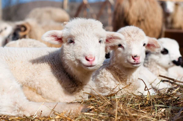 Fiatal bárányok és mosolyogva néz a kamera, míg evés és alvás — Stock Fotó