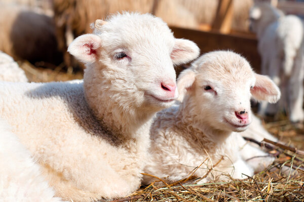 lambs resting and sleeping with the herd at a rural farm