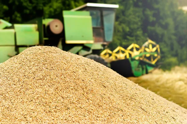 Pile of wheat grain after harvesting combine unloaded — Stock Photo, Image