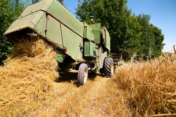 Groene vintage combineren oogsten gewassen van tarwe — Stockfoto