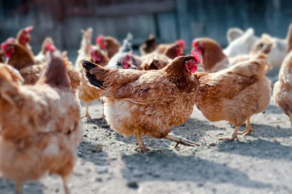 Rojo, pollos de granja en una granja en el campo —  Fotos de Stock