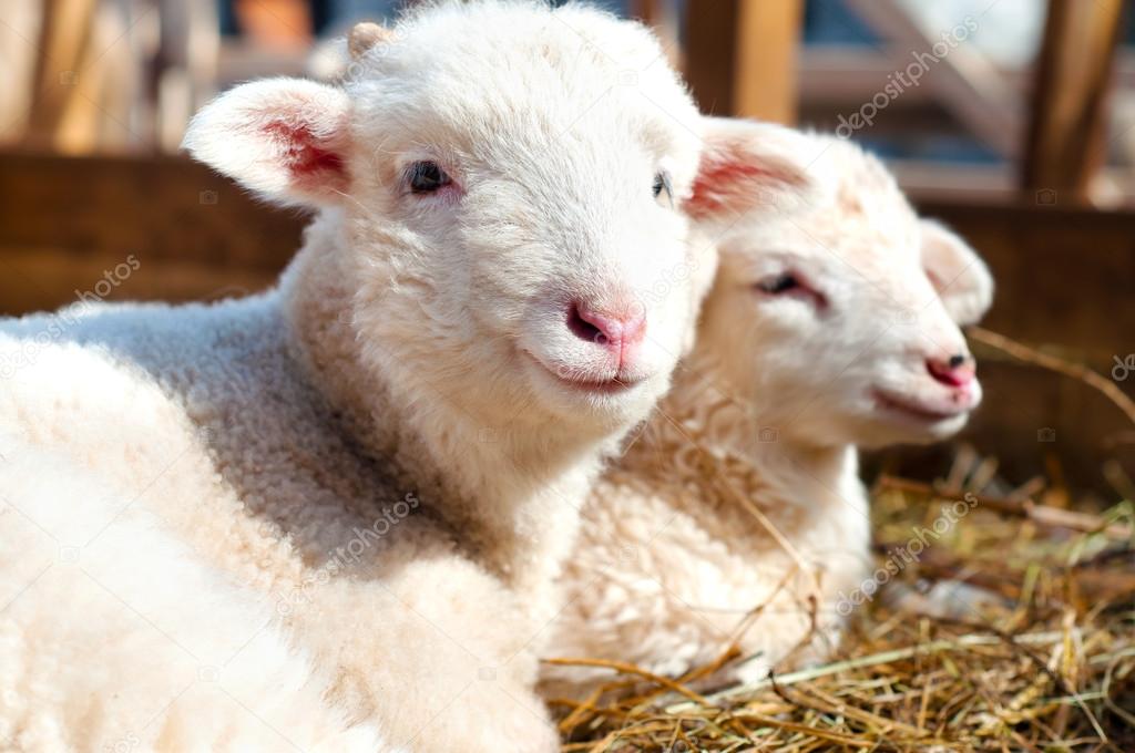 young lambs smiling and looking at camera while sleeping