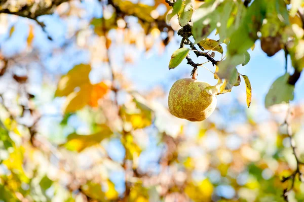 Raccolta di autunno, primo piano di una pera sana succosa che aspetta — Foto Stock