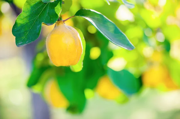 Bio, sladká a zdravá kdoule na stromě na místní farmě na zeleném pozadí — Stock fotografie