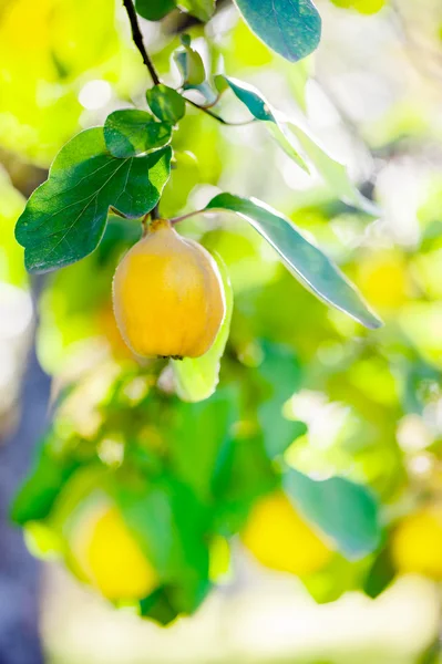 Perfect sweet healthy quinces on tree in local farm with sun background — Stock Photo, Image